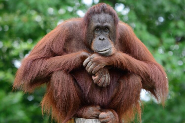 Upaya Jangka Panjang Menjaga Habitat Orang utan Kalimantan di Bentang Alam Wehea Kelay