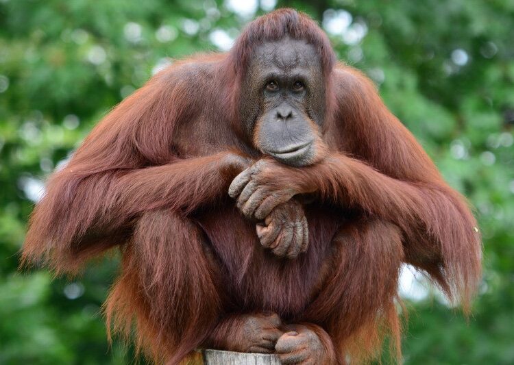 Upaya Jangka Panjang Menjaga Habitat Orang utan Kalimantan di Bentang Alam Wehea Kelay
