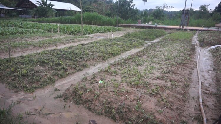 Tanaman Warga Lubuk Sawah Rusak Akibat Banjir Bandang