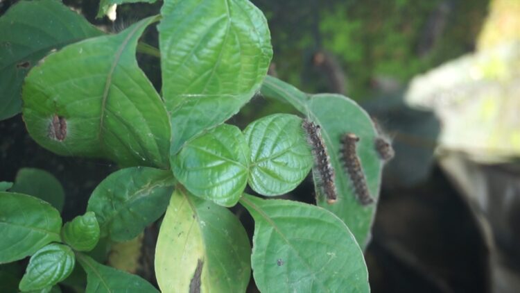 BPBD Kota Samarinda Semprot Pohon Ketapang Yang Diserang Ulat Bulu