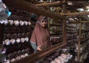 Gagal Bisnis Ikan Lele,  Petani Di Bhuana Jaya Kukar Berhasil Kembangkan Jamur Tiram