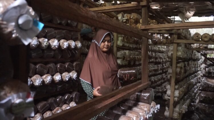 Gagal Bisnis Ikan Lele,  Petani Di Bhuana Jaya Kukar Berhasil Kembangkan Jamur Tiram