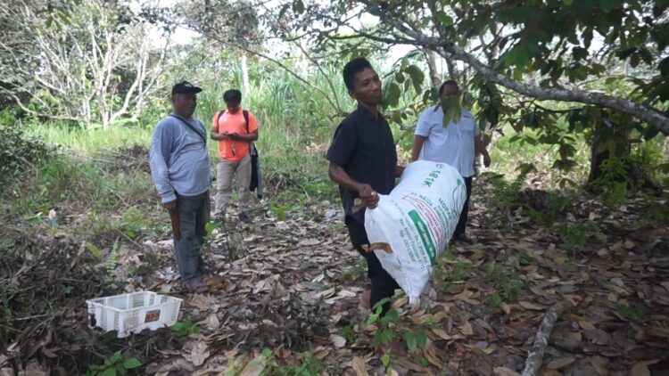 Menikmati Buah Rambutan Berkualitas di Kawasan IKN
