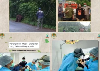 Tim WRU BKSDA Kaltim Evakusi Orangutan Terluka di Jalan Sangatta-Bengalon