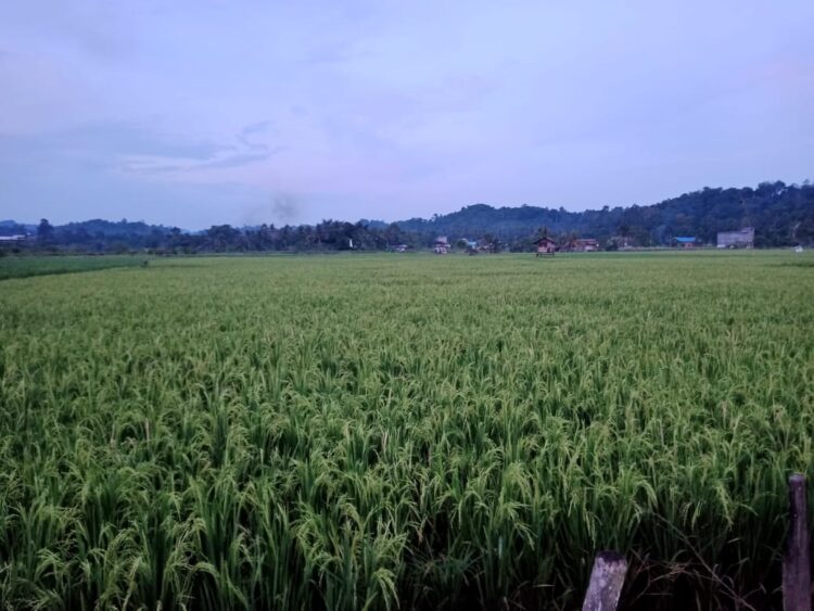 Lumbung Air dan Lumbung Pangan