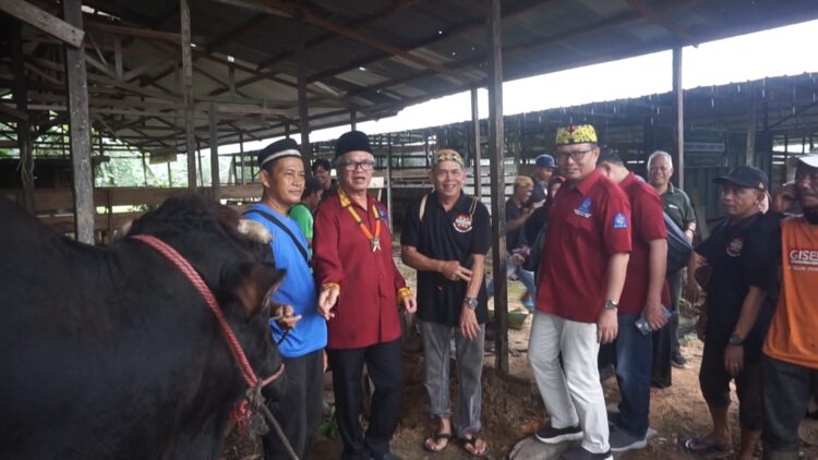 Presiden Jokowi Berikan Bantuan Sapi Kurban untuk Masyarakat Adat Dayak Muslim Kaltim