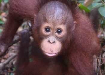 PT Pertamina Hulu Indonesia dan BOSF Teruskan Kerja Sama Pelestarian Orangutan di Kalimantan Timur
