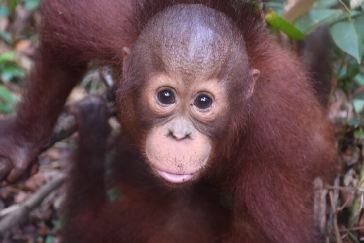 PT Pertamina Hulu Indonesia dan BOSF Teruskan Kerja Sama Pelestarian Orangutan di Kalimantan Timur
