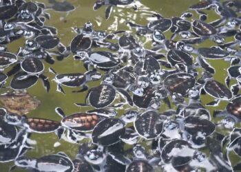 Menyelamatkan Penyu dari Predator di Pulau Sangalaki