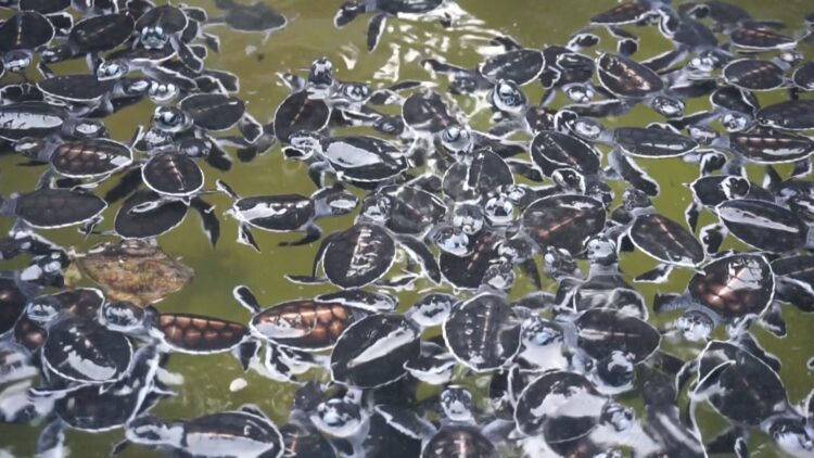 Menyelamatkan Penyu dari Predator di Pulau Sangalaki