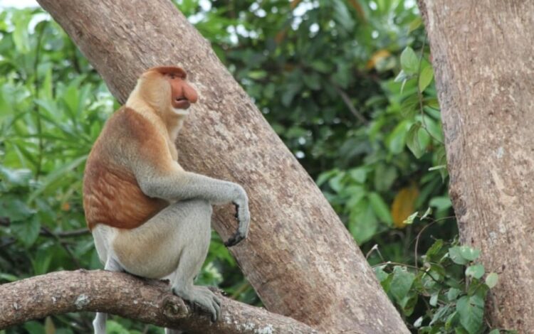 Naik Pinisi ke Pulau Balang
