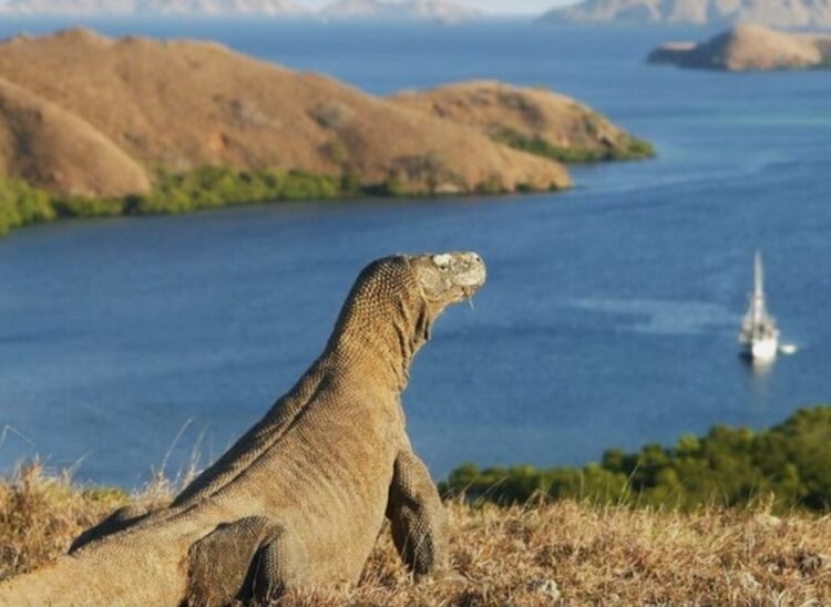 Legenda Orah dan Komodo