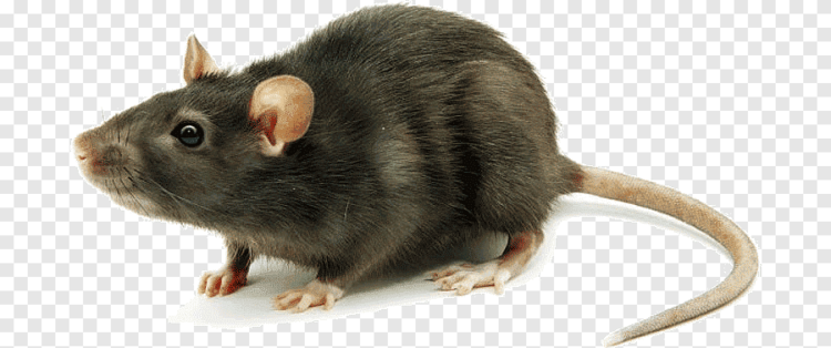 Polisi Tangkap  “Tikus” di Kantor SN Cargo