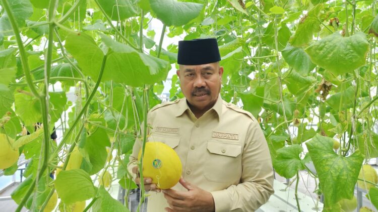 Bupati Kutai Kartanegara Hadiri Panen Perdana Melon Hidroponik di Desa Rapak Lambur