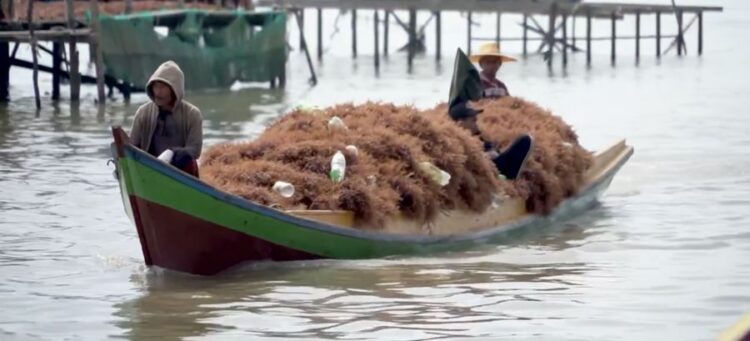 Pabrik Pengolahan Rumput Laut di Kecamatan Muara Badak Kukar Bakal Beroperasi Tahun Ini
