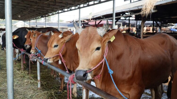 DKPP Samarinda Perkuat Pengawasan Kesehatan Hewan Kurban