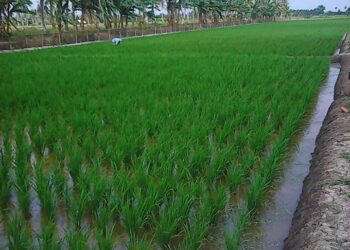 BUMDes Teluk Dalam Tumbuh Lewat Pengadaan Beras, Jadi Motor Ekonomi Desa