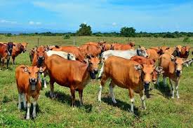 Kunjungi NTB Bupati Kukar Teken Perjanjian Kerja sama di Sektor Peternakan