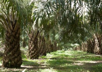 BUMDes Teluk Dalam Mengembangkan Aset Desa Demi Kemandirian Ekonomi