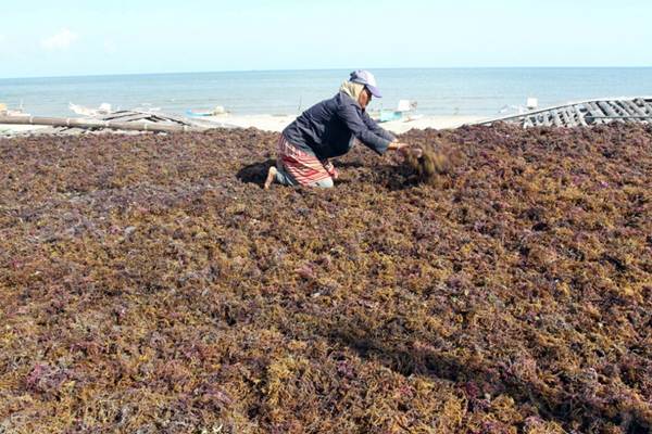 Keberadaan Pabrik Rumput Laut Muara Badak, Ubah Rumput Laut Mentah Jadi Produk Bernilai