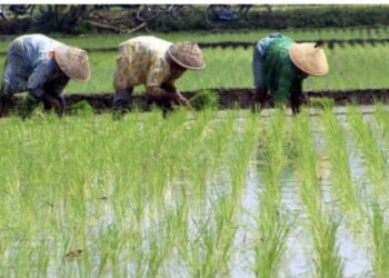 Potensi Besar Desa Rapak Lambur dalam Meningkatkan Ketahanan Pangan Lokal