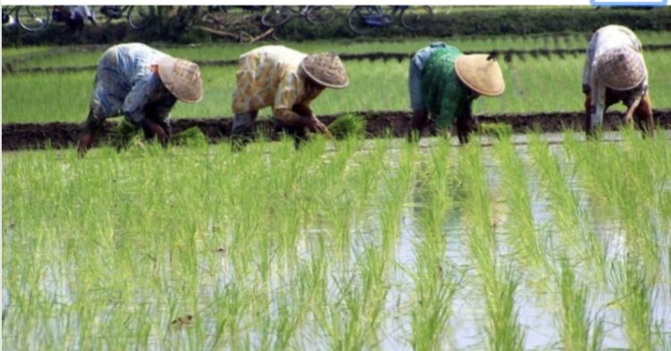 Potensi Besar Desa Rapak Lambur dalam Meningkatkan Ketahanan Pangan Lokal
