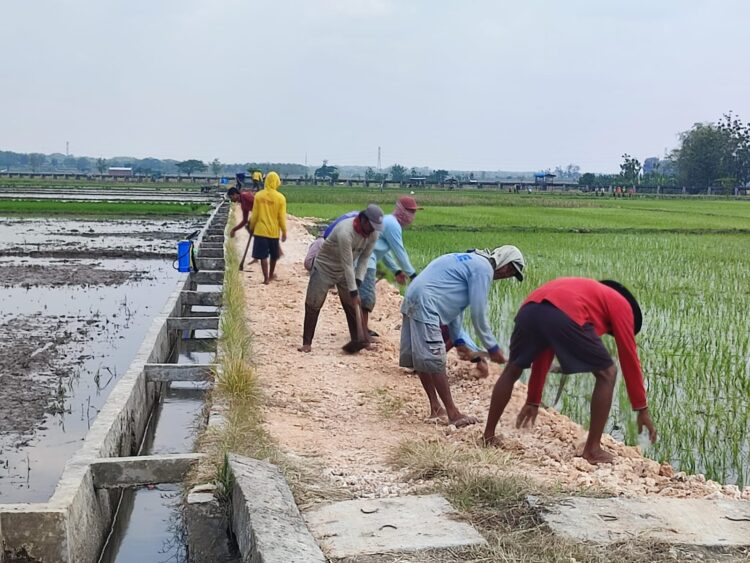 Pemerintah Kukar Bangun Infrastruktur Pertanian untuk Meningkatkan Produktivitas dan Pendapatan Petani