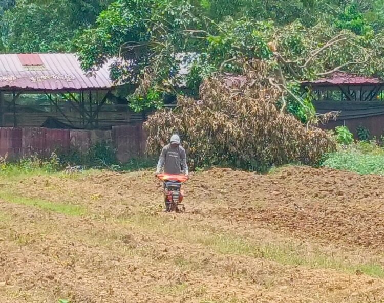 Menggali Potensi Pertanian Di Desa Tanjung Batu, Kukar
