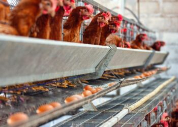 Cegah Stunting dengan Ayam Petelur oleh Pemdes Loa Duri Ilir