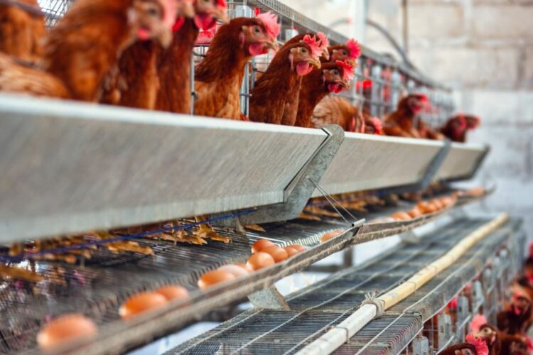 Cegah Stunting dengan Ayam Petelur oleh Pemdes Loa Duri Ilir