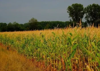 Lahan Pasca Tambang yang Berbuah Harapan, Keberhasilan Desa Embalut dalam Rehabilitasi Lahan