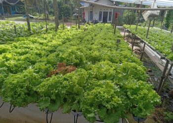 Desa Kota Bangun III, Inovasi Pertanian Hidroponik dan Budidaya Rosella