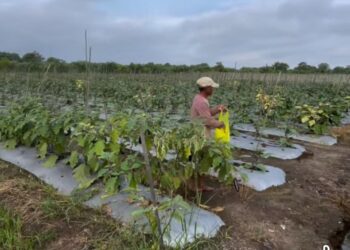 Potensi Perkebunan dan Peternakan Desa Sebuntal sebagai Sumber Ketahanan Pangan