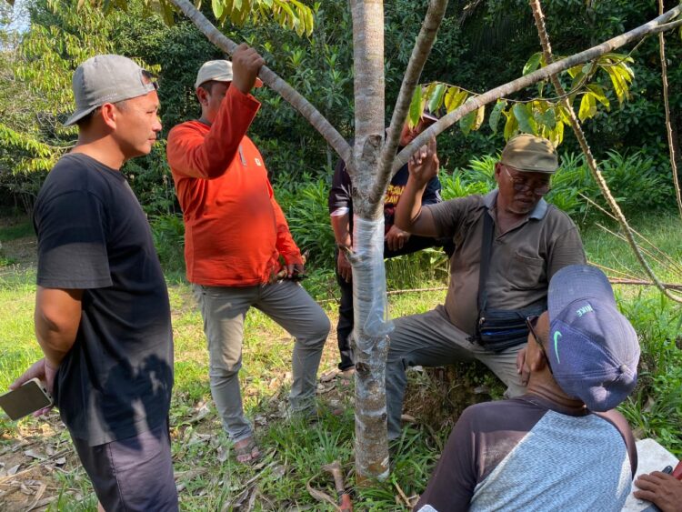 Meningkatkan Perekonomian Desa Selerong melalui Pengembangan Sektor Perkebunan Rakyat