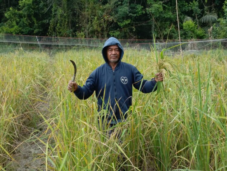 Desa Selerong, Sebulu, Sulap Lahan Tidur Menjadi Sektor Pertanian Produktif