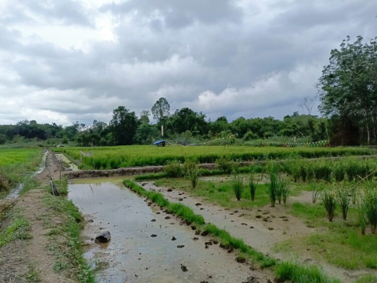 Pembangunan Irigasi Pertanian di Desa Selerong Membawa Harapan Baru