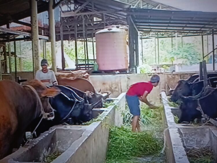 Pemdes Batuq Kembangkan Peternakan Sapi dan Kerbau