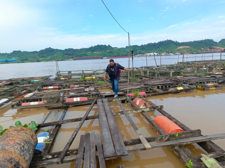 Koperasi Merah Putih Dibentuk di Batuq, Atasi Kendala Pakan Ikan Nelayan Keramba Muara Muntai