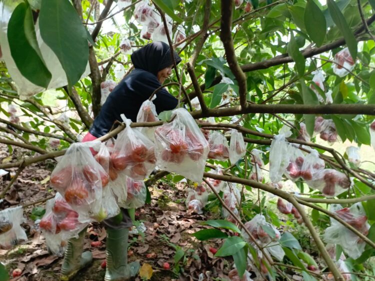 Beralih Profesi di Tengah Tantangan Ekonomi, Hadi Sukses Jadi Petani Jambu