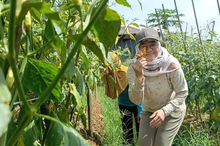 Harga Cabai Mahal, Warga Tenggarong Panen Kebun Petani di Desa Rapak Lambur