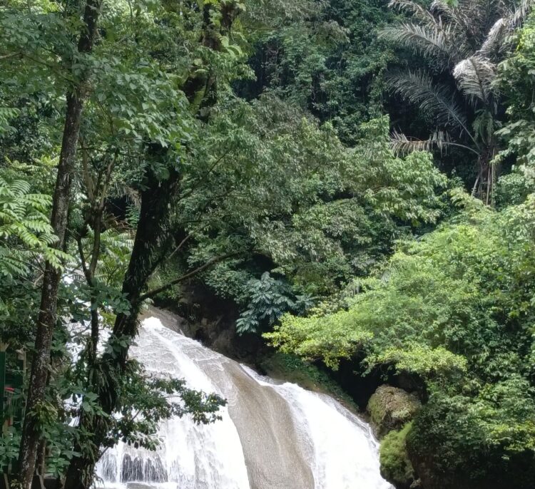 Kaltim Komitmen Perkuat Pelestarian Hutan, Angka Deforestasi Netto Hanya 0,15 Persen