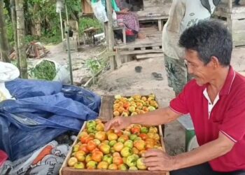 Harga Tomat Stabil, Petani Desa Purwajaya Kembali Bangkit