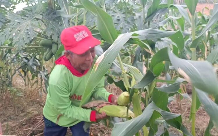 Berkah Malam Tahun Baru, Petani Jagung di Samarinda Tetap Raup Cuan Meski Sempat Dihantam Gagal Panen