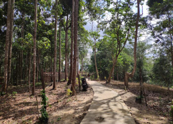 Harapan Baru di Balik Pohon Meranti: 833 Hektare Hutan Kaltim Kini Sah Dikelola Warga