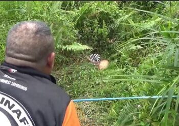 Geger! Warga Sempaja Samarinda Temukan Potongan Tubuh Manusia Tercecer di Balik Semak saat Libur Lebaran