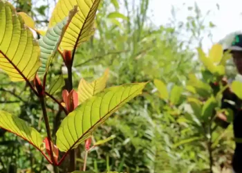 Saat Daun Kratom Mengangkat Harkat Hidup Warga Kukar