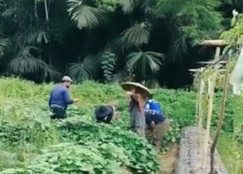 Tangis Petani Wanita Desa Senoni: Banjir Rendam Harapan, Ratusan Ribu Rupiah Melayang Tiap Hari