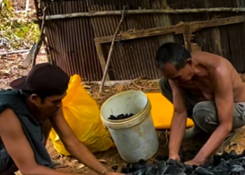 Bara Harapan di Balik Seragam Guru: Kisah Robby, Guru di Senoni yang Merambah Hutan Demi Arang