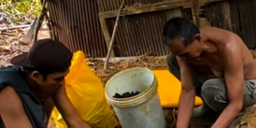 Bara Harapan di Balik Seragam Guru: Kisah Robby, Guru di Senoni yang Merambah Hutan Demi Arang