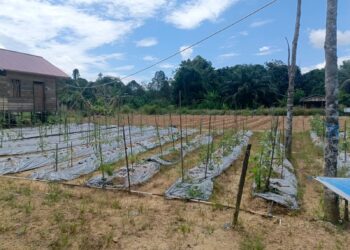 Ironi di Lumbung Pangan IKN: Saat Petani Kaltim “Mati” di Tengah Kemegahan